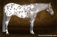 Horse Color:White Spotted Bay Sabino Appaloosa 