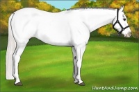 Horse Color:Silver Bay Dun Sabino Appaloosa Rabicano