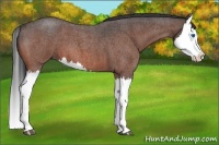 Horse Color:Bay Roan Splash
