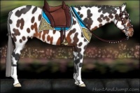 Horse Color:Brown Appaloosa 