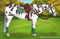 Horse Color:Bay Splash Appaloosa