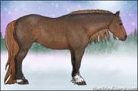 Horse Color:Liver Chestnut Sabino