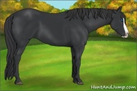 Horse Color:Black Splash