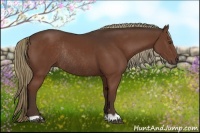 Horse Color:Liver Chestnut Rabicano