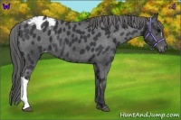 Horse Color:Black Appaloosa