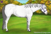 Horse Color:White Spotted Black Appaloosa