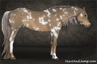 Horse Color:White Spotted Chocolate Palomino