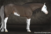 Horse Color:Liver Chestnut Sabino Splash
