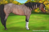 Horse Color:Brown Roan Rabicano 