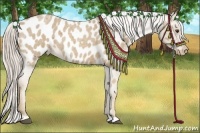 Horse Color:Palomino Roan Appaloosa 