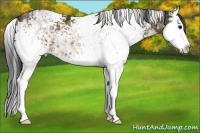 Horse Color:Plaid  White Spotted Brown Ice Splash 