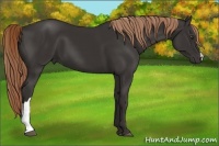 Horse Color:Liver Chestnut