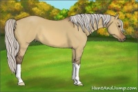 Horse Color:Silver Bay Dun 
