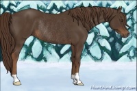 Horse Color:Liver Chestnut Rabicano