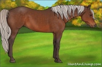 Horse Color:Silver Bay 