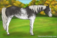 Horse Color:White Spotted Liver Chestnut 