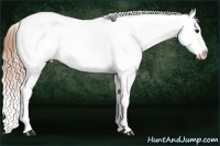Horse Color:Buckskin Dun Blanket 