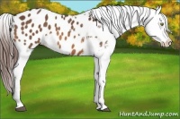 Horse Color:Bay Appaloosa 