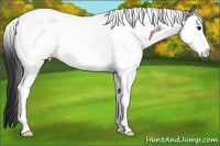Horse Color:Bay Ice Splash Tobiano Rabicano