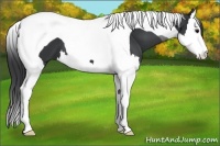 Horse Color:Black Splash Tobiano 