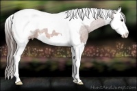 Horse Color:Bay Splash Tobiano Appaloosa