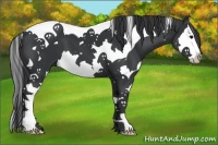 Horse Color:Black Splash Tobiano 