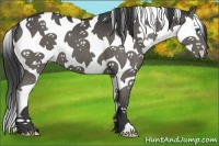 Horse Color:Grullo Splash Tobiano 