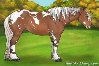 Horse Color:White Spotted Silver Bay Splash Tobiano Rabicano 