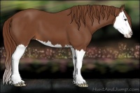 Horse Color:Chestnut Sabino Splash