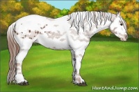 Horse Color:Chestnut Splash Tobiano Appaloosa 