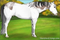 Horse Color:White Spotted Bay Ice Sabino Splash Rabicano