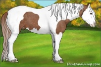 Horse Color:Chestnut Splash Tobiano Appaloosa 