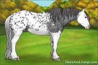 Horse Color:Black Splash Appaloosa Rabicano 