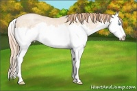 Horse Color:Buckskin Ice Pearl Sabino Splash