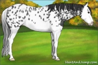 Horse Color:Black Ice Splash Appaloosa 