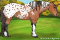 Horse Color:Bay Tobiano Appaloosa 