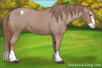 Horse Color:Chestnut Sabino Splash Appaloosa 