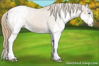Horse Color:Chestnut Sabino Splash Appaloosa 