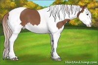 Horse Color:Chestnut Sabino Splash Tobiano Appaloosa 