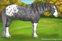 Horse Color:Black Ice Splash Appaloosa 