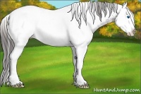 Horse Color:White Spotted Black Splash Appaloosa