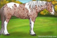 Horse Color:Bay Sabino Splash Tobiano Blanket Rabicano 