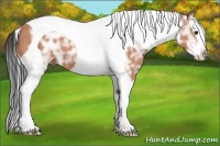 Horse Color:Bay Ice Splash Tobiano 