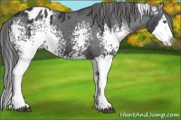 Horse Color:White Spotted Black Splash Appaloosa