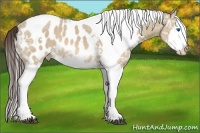 Horse Color:White Spotted Bay Ice Dun Splash Tobiano Appaloosa Rabicano