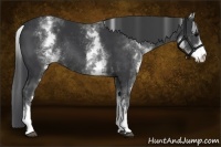 Horse Color:White Spotted Black Rabicano 