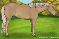 Horse Color:Palomino Rabicano