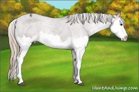 Horse Color:Liver Chestnut Sabino Splash Appaloosa Rabicano
