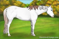 Horse Color:Liver Chestnut Sabino Splash 