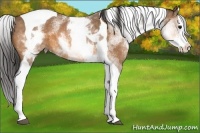 Horse Color:White Spotted Buckskin Splash Tobiano 